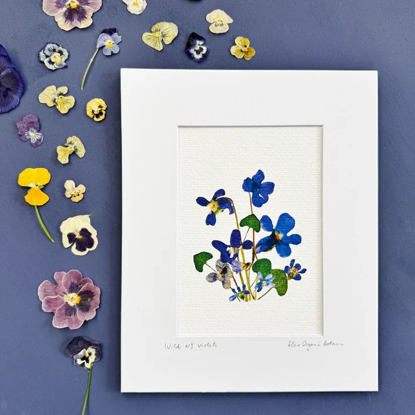 NJ-Themed 8’’ x 10’’ Signed Matted Floral Prints - Wild Violets of NJ - Prints & Artwork